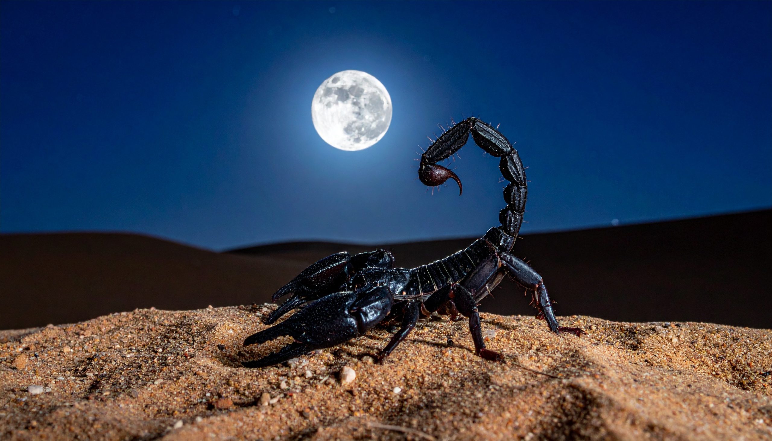 Full Moon in Scorpio May 2026